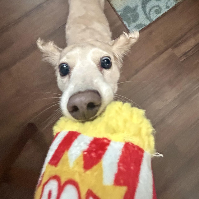 Zoey’s Toy Fund