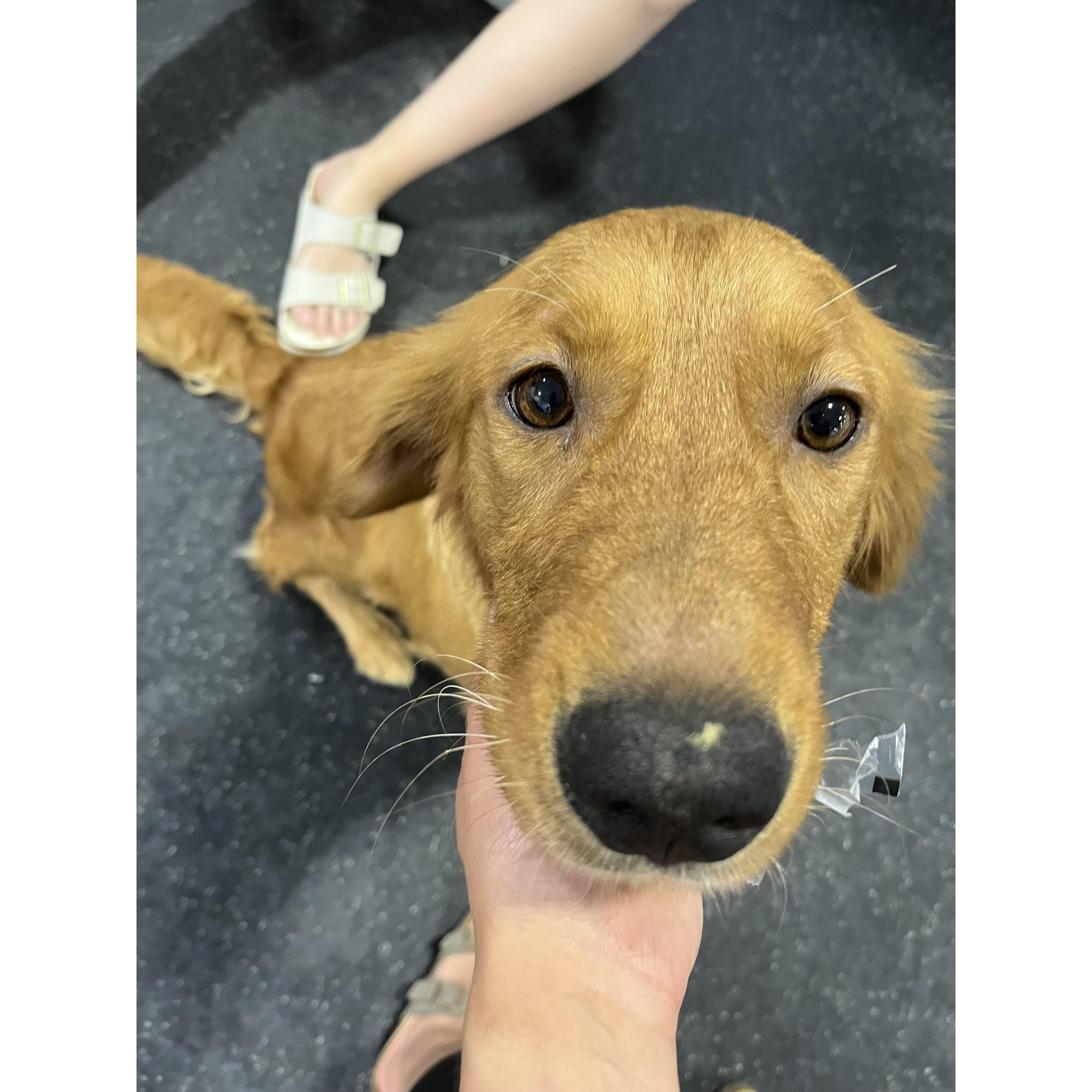 The first picture Christina sent to Michael of Max, our beautiful Alaskan girl. He knew instantly that we would adopt her, even if it meant a THIRD dog at once...