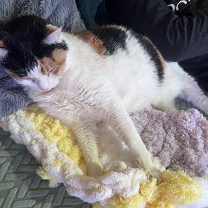 Arwen Tax - Credit Card