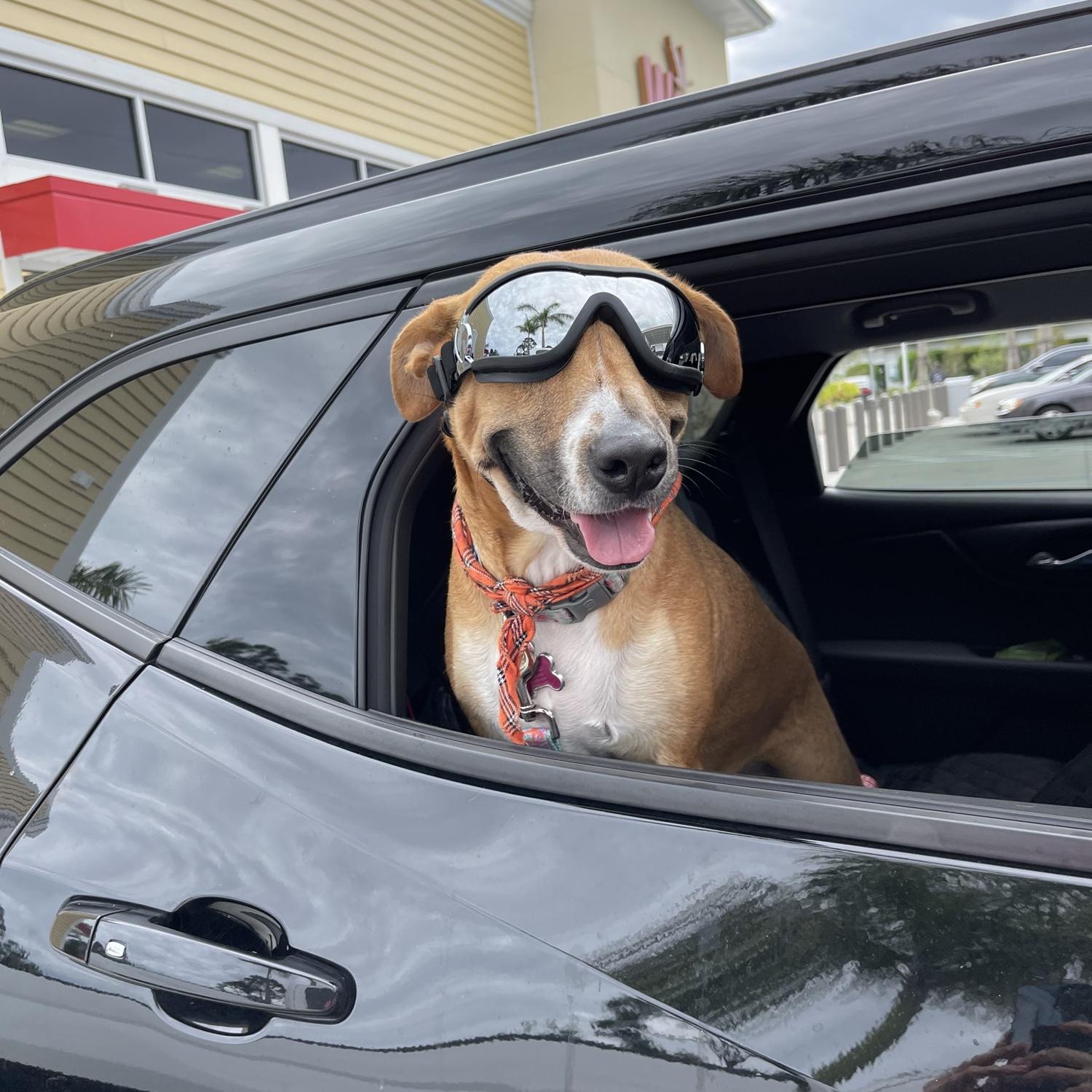 Maya getting ready for the Stuart Air Show. 

November 2021