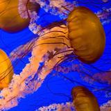Monterey Bay Aquarium