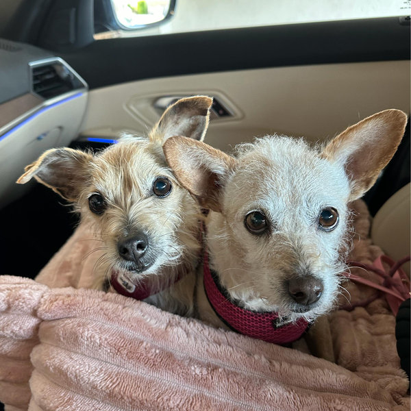 Doggie Babysitter for our honeymoon