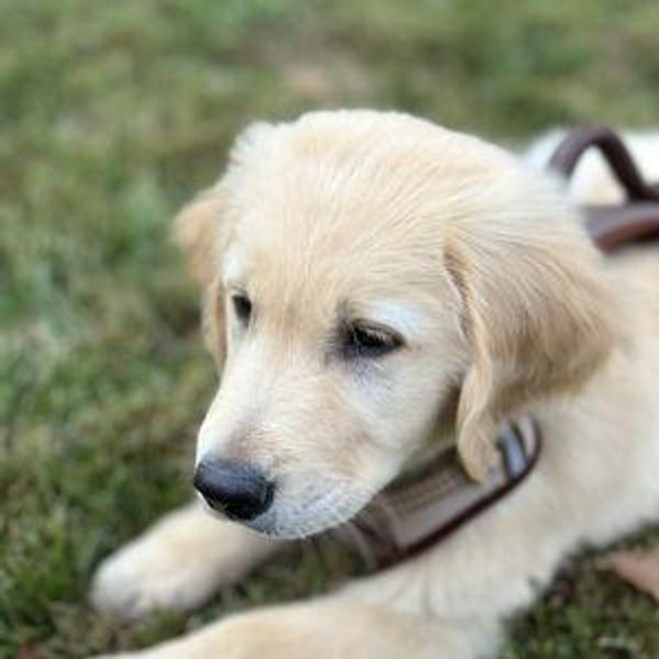 Our Golden Retriever Fund - Mozzie :)