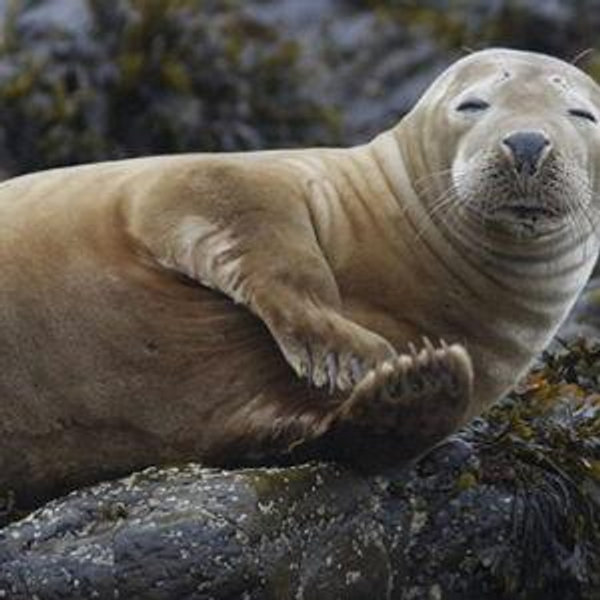 2-hour wildlife boat tour