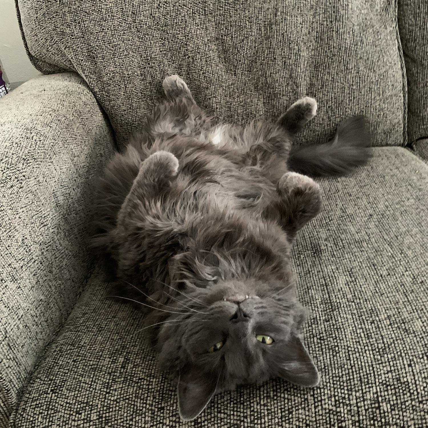 This is Chaton’s cat Grey. We also call him BabyGreymond.