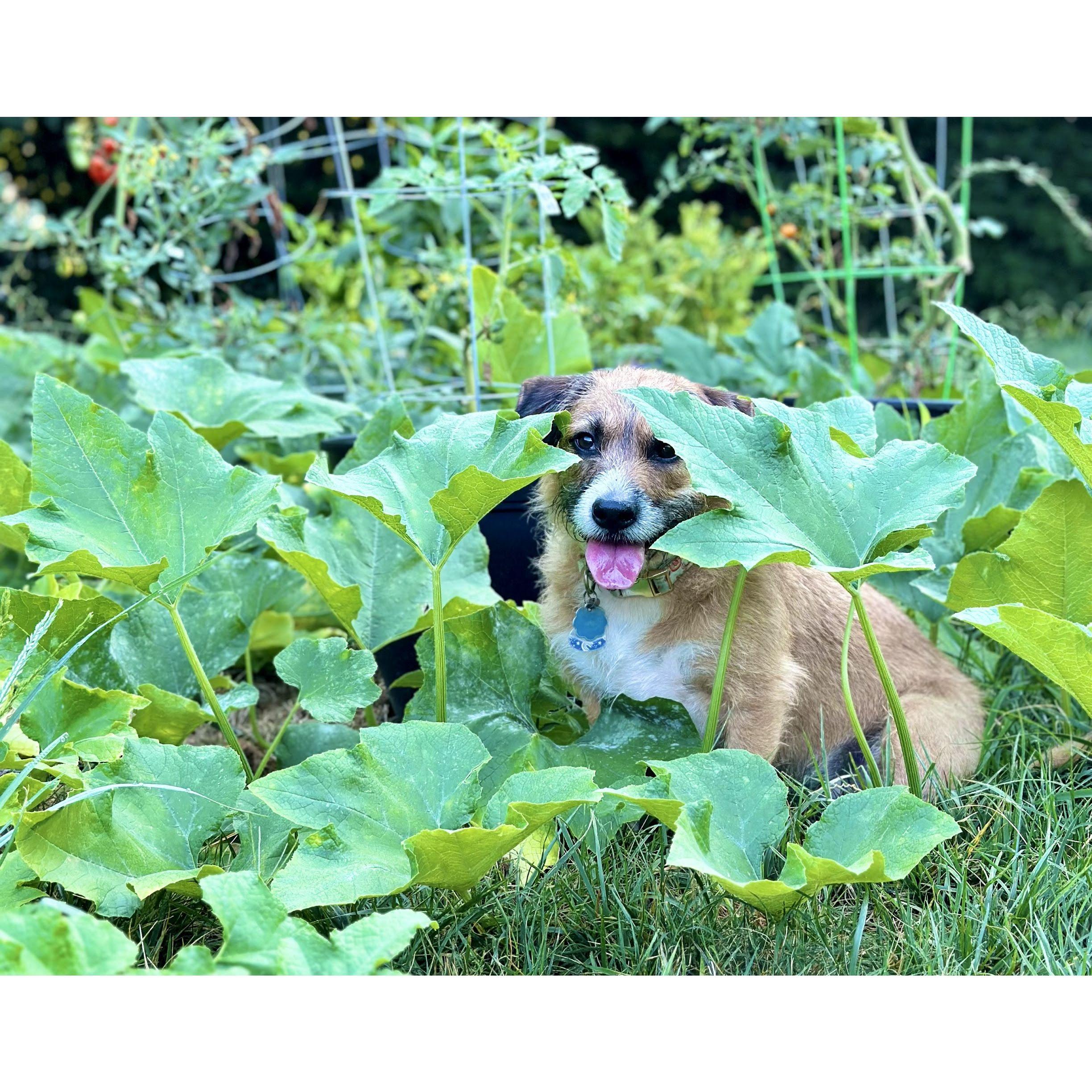 Coconut among the pumpkin leaves in our garden last season!