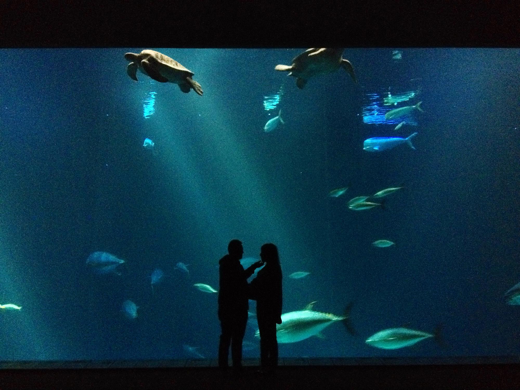 Monterey Bay Aquarium