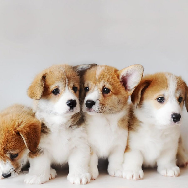 Puppy Fund