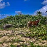 Vieques or Culebra Island