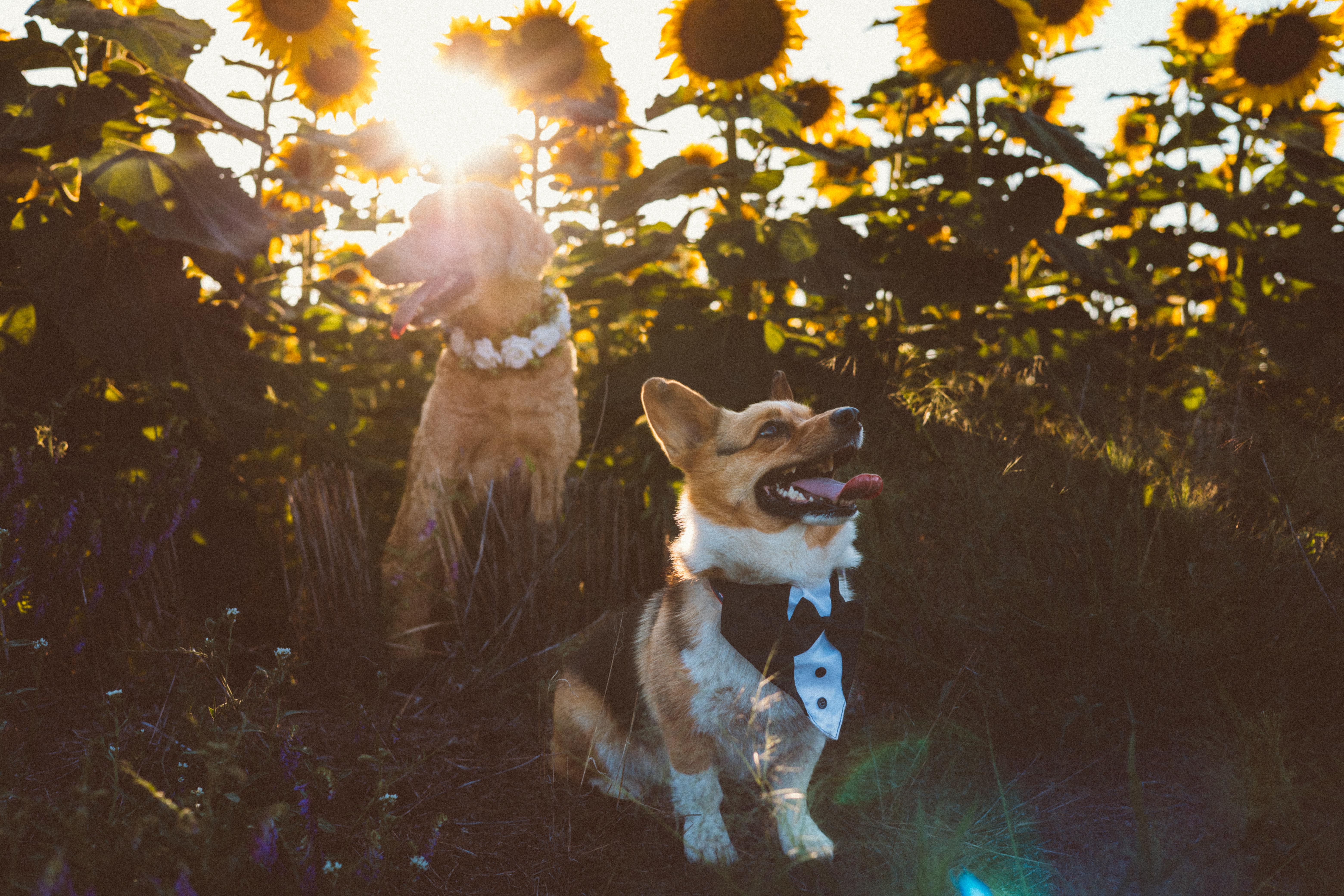 The Wedding Website of Dani Hansen and Derrick Schoeben