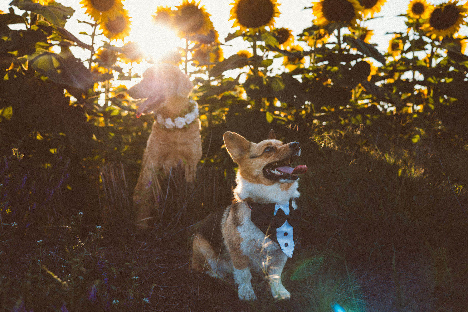 The Wedding Website of Dani Hansen and Derrick Schoeben