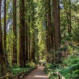 Muir Woods National Monument