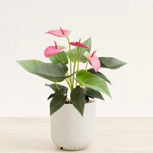 Anthurium Sweet Dream