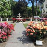State Capitol Park World Peace Rose Garden