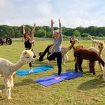 Island Alpaca Company