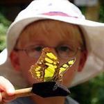 Dahlonega Butterfly Farm