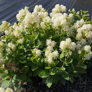 New Jersey Tea (Ceanothus americanus)