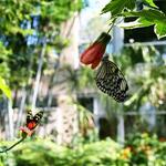 Butterfly Rainforest