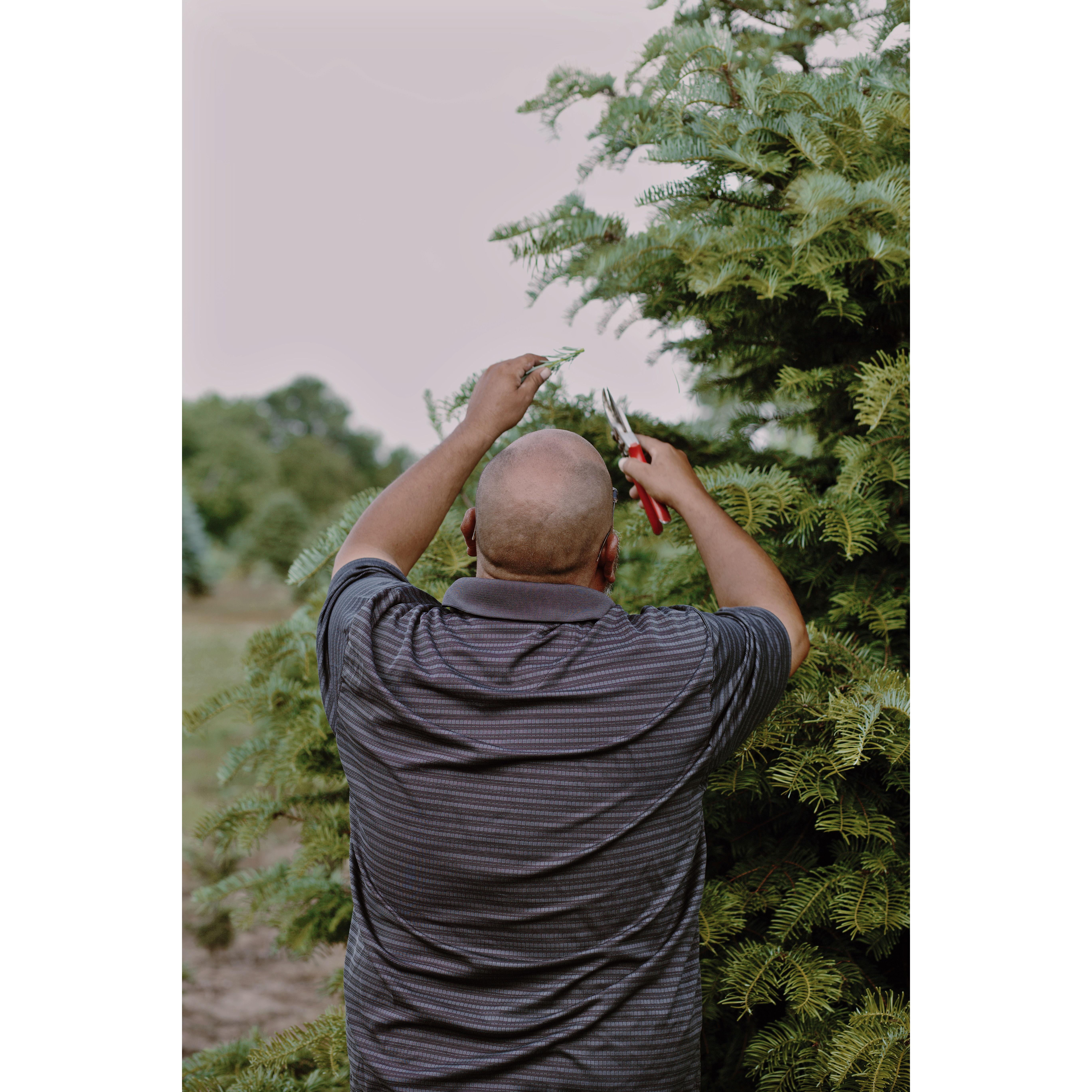 My dad was cutting a branch off our favorite type of Christmas tree for us to smell. It smelled like a bowl of fruit!