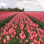 Texas-Tulips, LLC