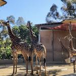 San Diego Zoo