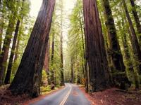 Avenue of the Giants