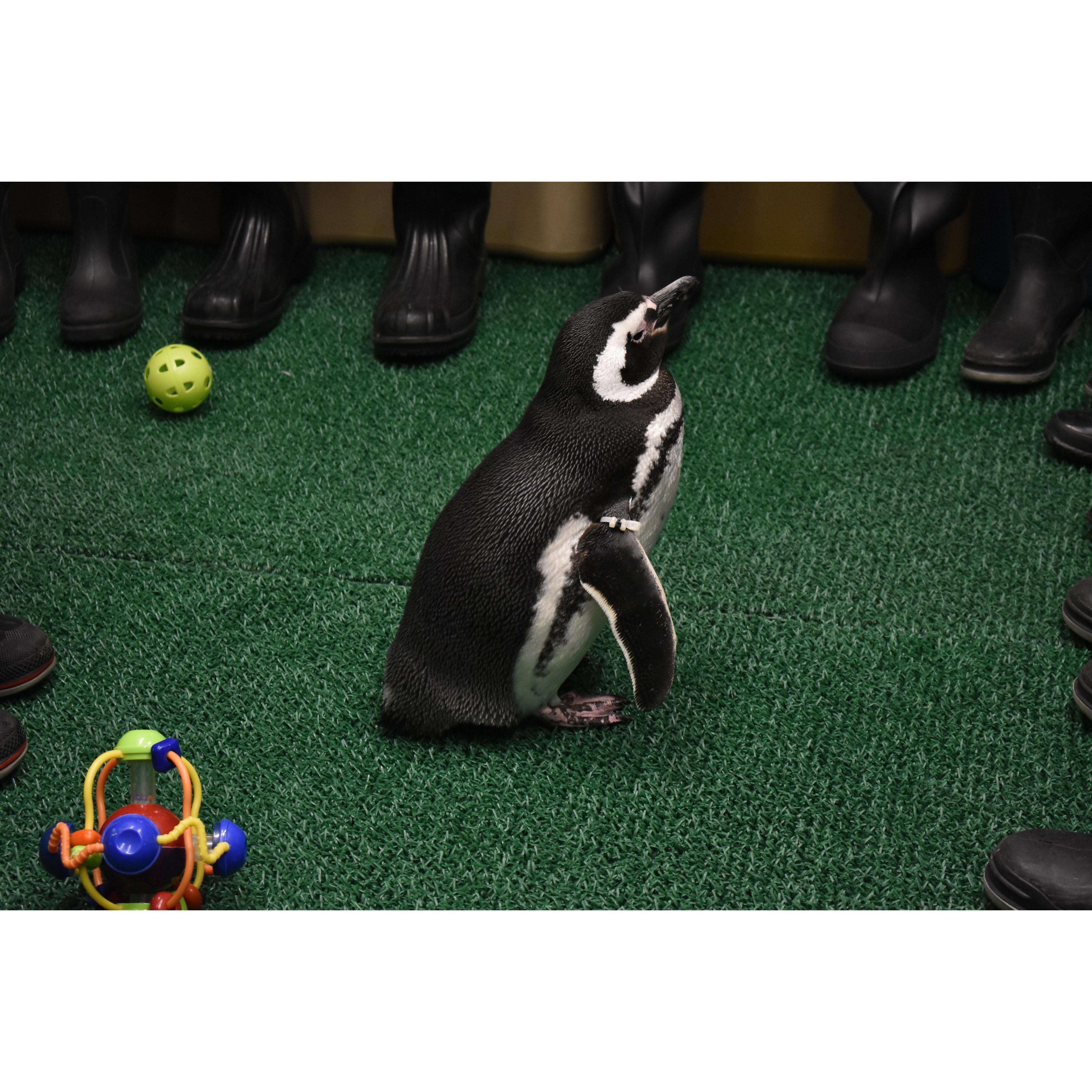This is Georgia the Penguin. She was my excuse to get Marcy to go to the Shedd Aquarium