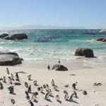 Boulders Way- Penguins on the beach