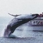 Whale Watch with Captain John Boats