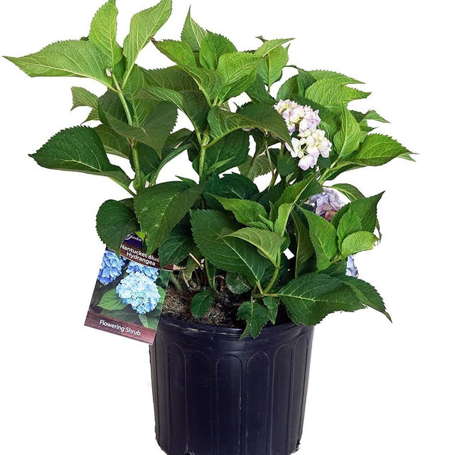 Hydrangea mac. Nantucket Blue (Reblooming Hydrangea) Shrub, RB pink or blue, #3 - Size Container