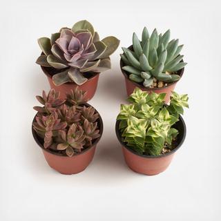 4-Piece 4" Assorted Succulent Collection