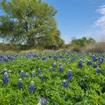 Lady Bird Johnson Wildflower Center