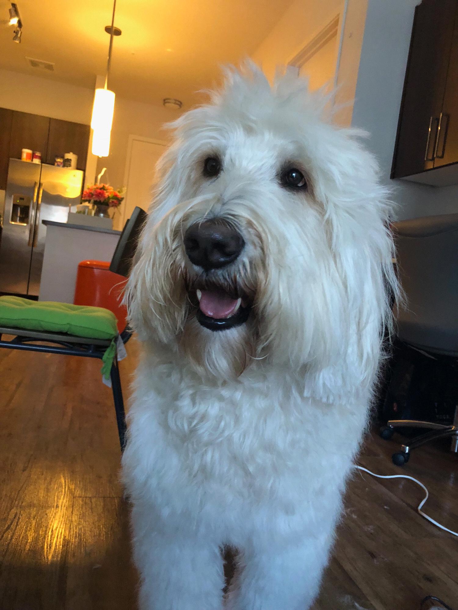 The true love of Matt's life...their 90 pound Golden Doodle, Miles