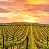 Long Island Wine Country