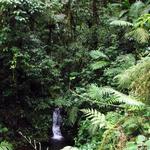 Monteverdes Cloud Forest