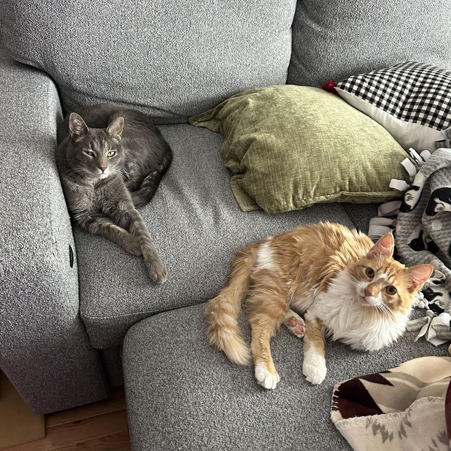 Our fur babies, Hilda and Sasquatch!