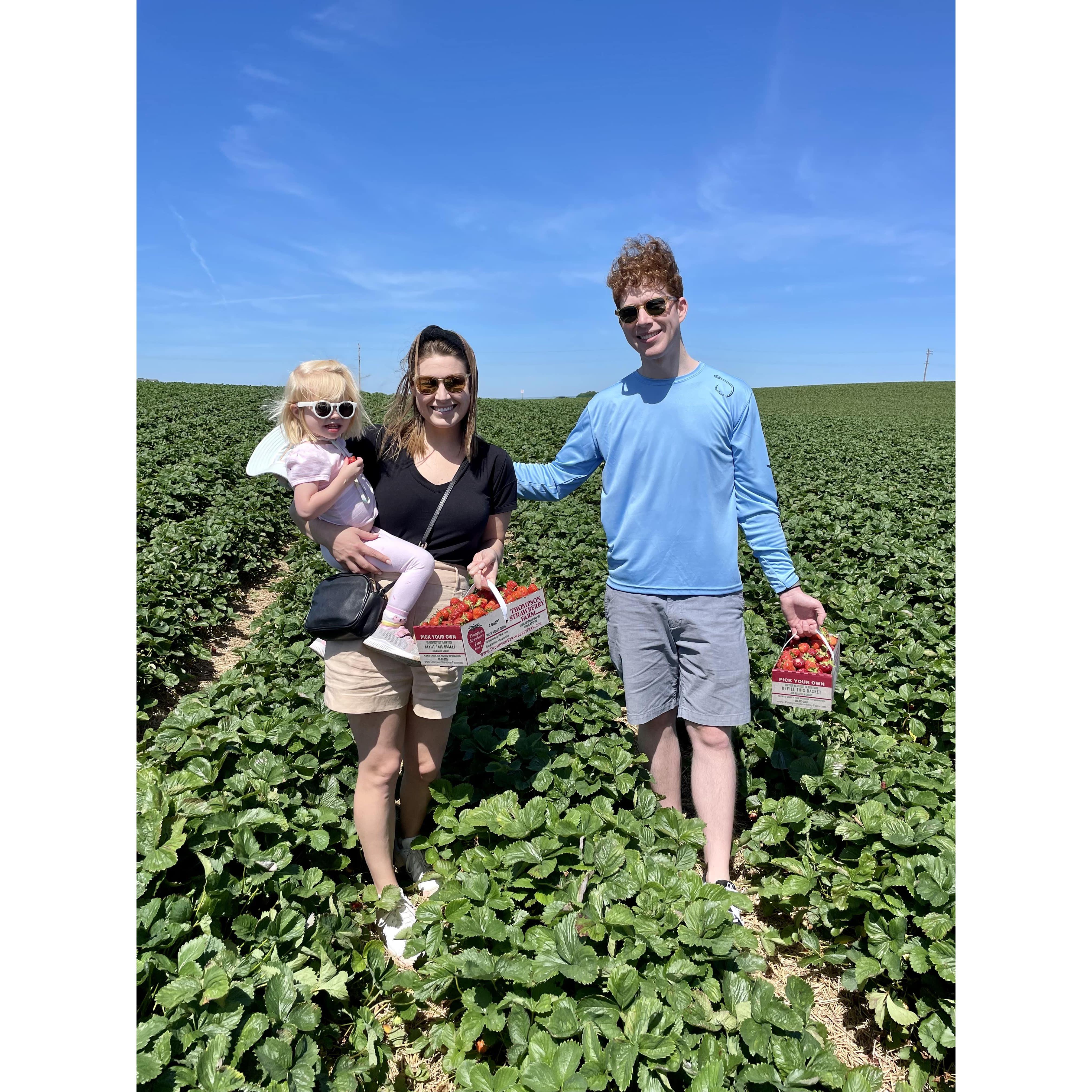 Picking Strawberries | June 2022