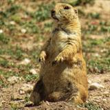 Prairie Dog Town