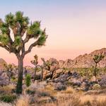 Joshua Tree Visitor Center