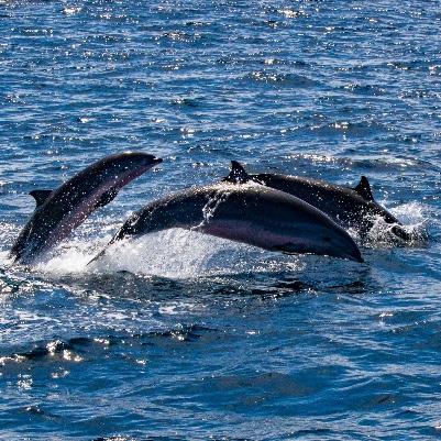 Honeymoon Whale and Dolphin Watching Experience