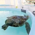 Loggerhead Marinelife Center