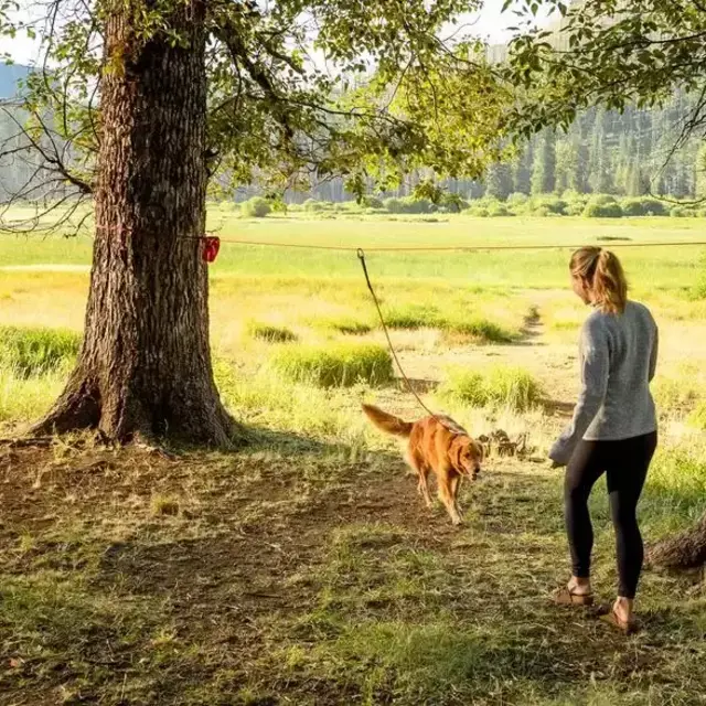 Knot-a-Hitch | Campsite Dog Tether System
