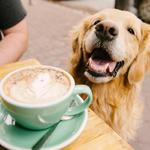 Mountain Dog Cafe - Stamford, NY