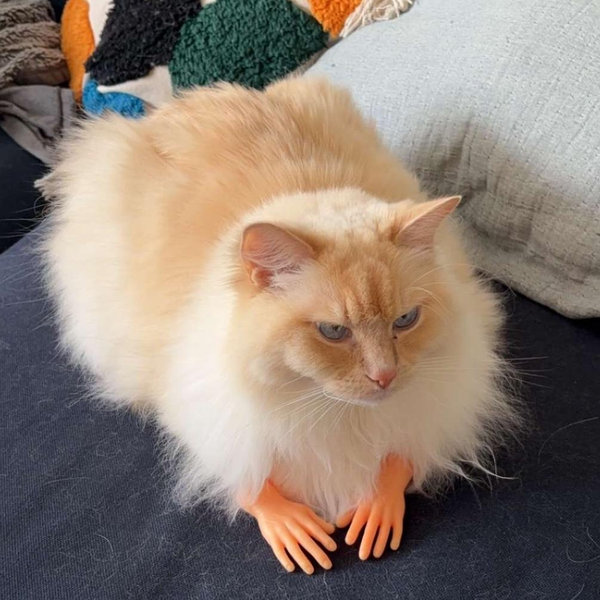 Buy Bubby an Apartment