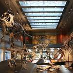 Natural History Museum of Los Angeles County (NHM)