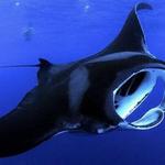 SWIMMING WITH MANTA RAYS ⸺ ACTIVITY