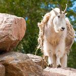 Cheyenne Mountain Zoo