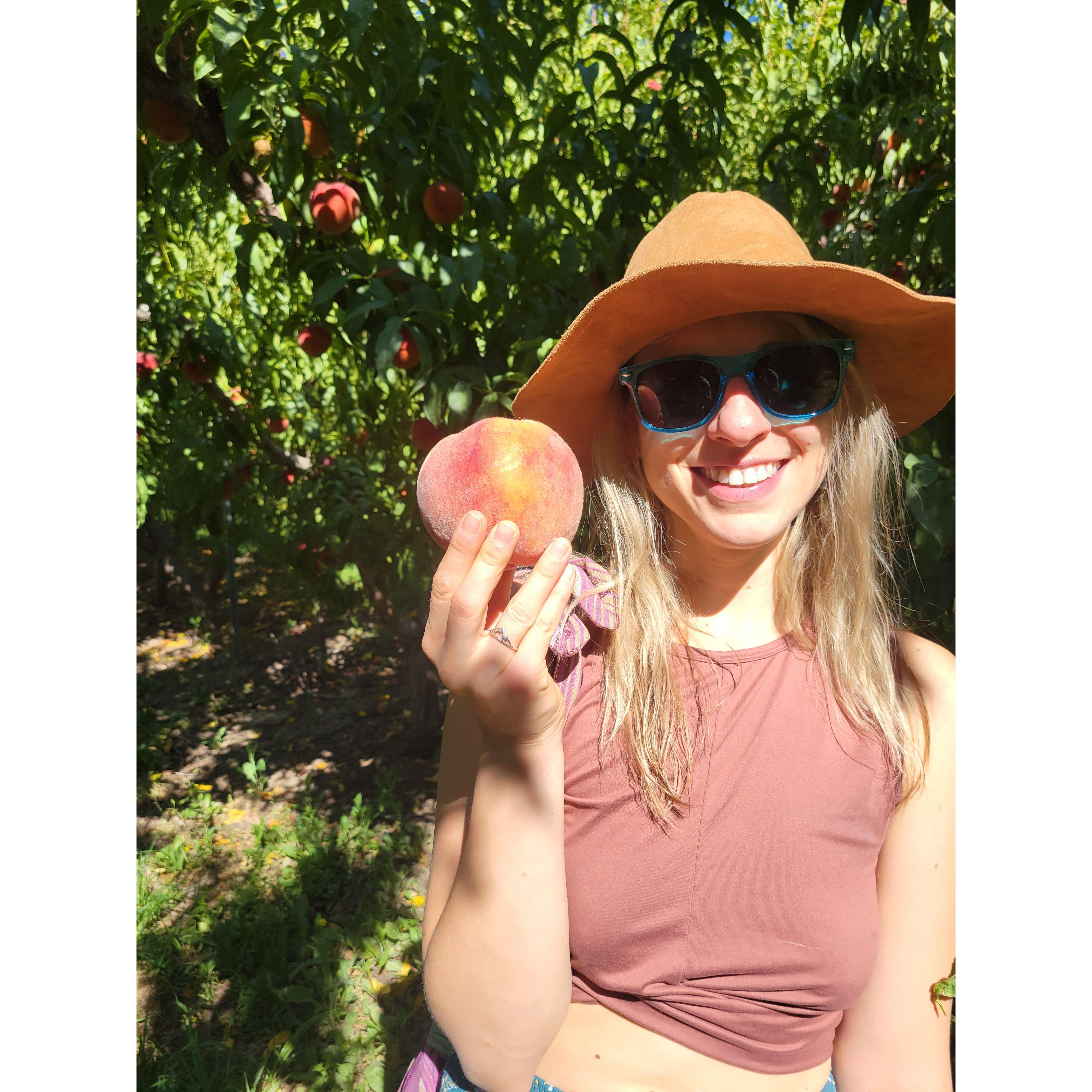 Palisade Peach Picking