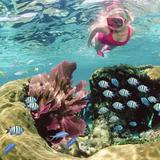 Sundiver Snorkel Tours