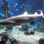 Long Island Aquarium